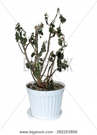 Isolated Withered Flower With Brown Leaves In A White Plastic Flower Pot