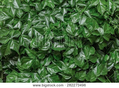 Green Natural Background From Fresh Leaves Of The Plant Rodermahera.
