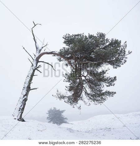 Pine Tree Survives In Winter Forest Landscape Near Zeist And Utrecht In The Netherlands