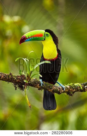 Portrait Of Keel-billed Toucan (ramphastus Sulfuratus) Perched On Branch At Tropical Reserve. In Cos