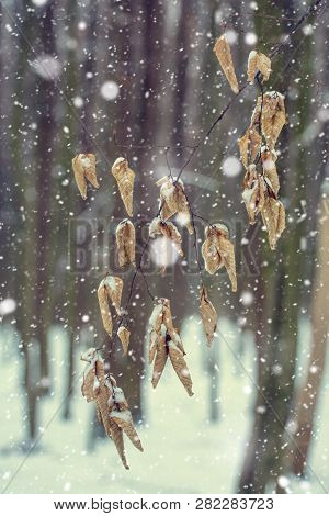 Photo Of The Dry Leaves In The Forest In Winter With Falling Snow