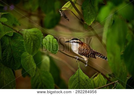 Rufous-naped Wren (campylorhynchus Rufinucha)  Sits On A Branch. Beautiful Colored Bird From Costa R