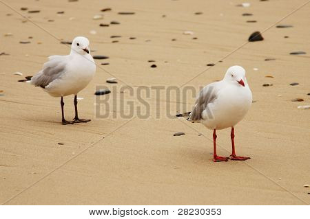 두 갈매기