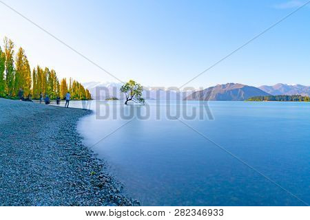 Wanaka New Zealand - October 15 2018; That Wanaka Tree, Willow Tree Growing In Lake Is Popular Touri