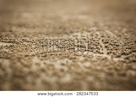 Many Balls Of Sand Made By Sand Bubbler Crab  On A Thailand Beach