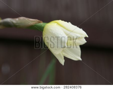 White And Yellow Narcissus Daffodil Flower Outdoors In Spring. Close-up