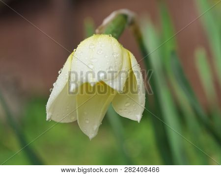 White And Yellow Narcissus Daffodil Flower Outdoors In Spring. Close-up