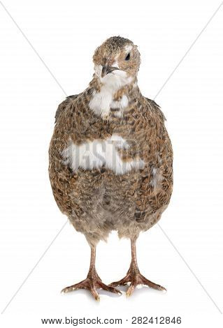 Japanese Quail In Front Of White Background