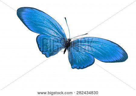 Tropical Blue Butterfly. Isolated On White Backgroundblue Butterfly. Isolated On White Background