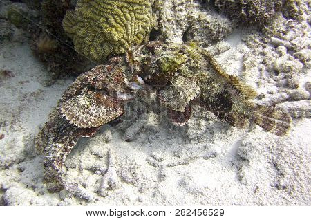 Two Scorpion Fish Fighting On A Tropical Reef