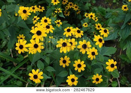 Yellow Flowers Of Rudbeckia Triloba In August