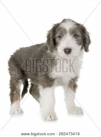Puppy Bearded Collie In Front Of White Background
