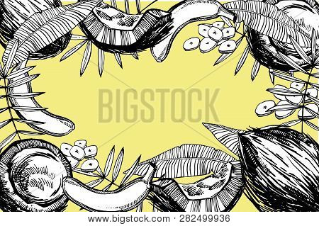 Banana And Coconut Sketch Illustrations. Vector Hand Drawn Illustrations Isolated On White Backgroun