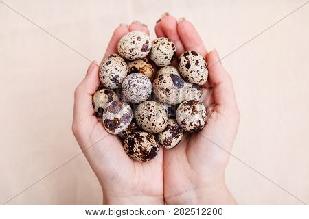 Hands Holding A Bunch Of Quail Eggs. Quail Eggs Easter Take On Hand Fresh. Quail Eggs In Palms Close