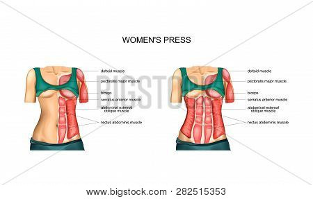 Vector Illustration Of Anatomy Of Torso Muscles