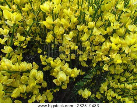 Cytisus Scoparius Spring Blooming Bush With Yellow Blossom