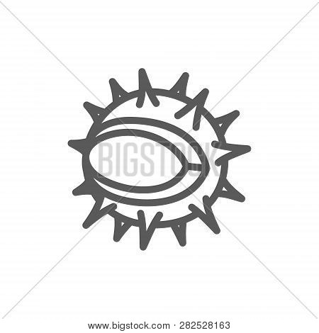 Chestnut Line Icon. Isolated On White Background