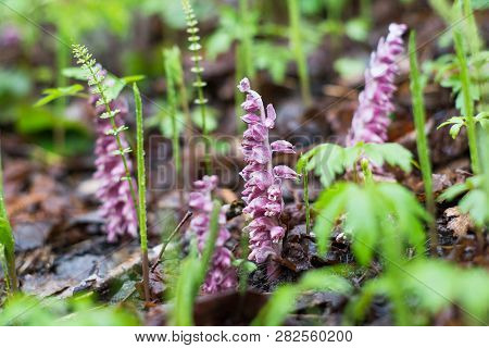 Common Toothwort  (lathraea Squamaria) - Rare Parasitic Plant