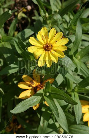 желтый цветок