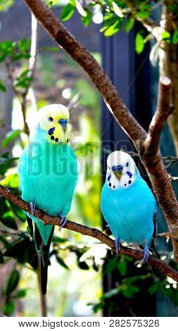 Parakeet Pair Of Birds In Blue, White And Tellow Perched On A Tree Branch. Tropical Setting With 2 P