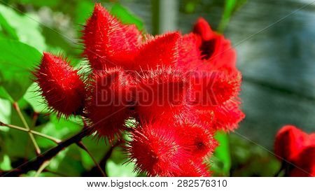 Annatto Lipstick Plant Flower Bunch With Prickling Ends. Lipstick Red Flower Plant With A Blurred Gr