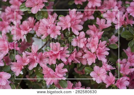 A Bush Of Pink Azaleas With A White Frame.
