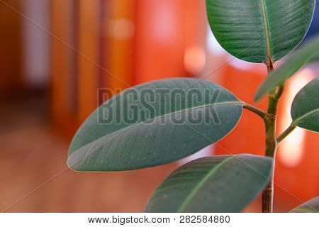 Houseplant Ficus Elastica Large Leaves Closeup