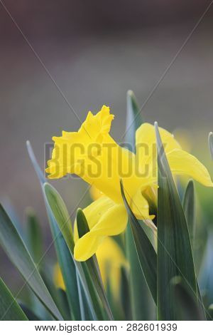 Blooming Narcissus Selective Focus. Flora And Fauna.
