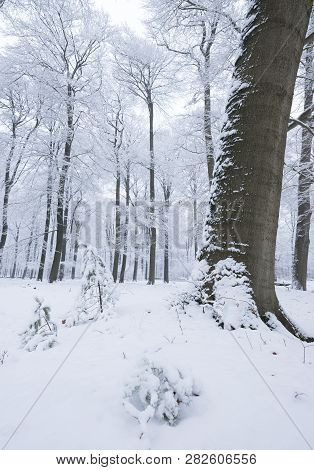 Beech Forest In Holland On Utrechtse Heuvelrug Near Austerlitz And Utrecht Covered In Snow