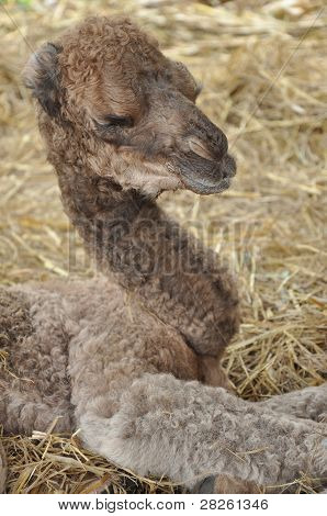 Baby cammello arabo