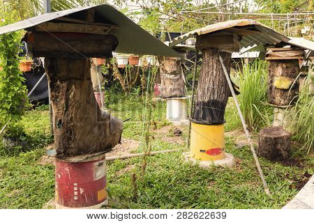 Bee Farm - Apiary With Beehives From Old Stumps For Black Bees - Carpenters (genus Xylocopa) On A Su