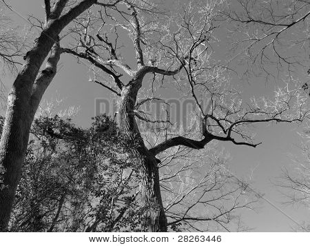 gnarly træ