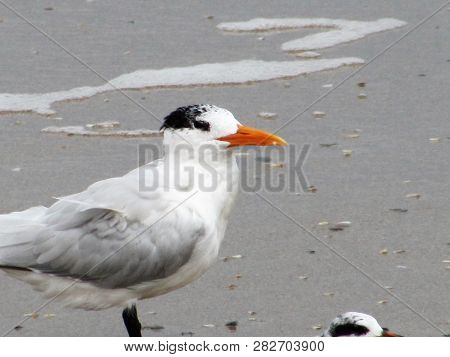 Common Tern On Land Near Beach Along Coast Of Florida