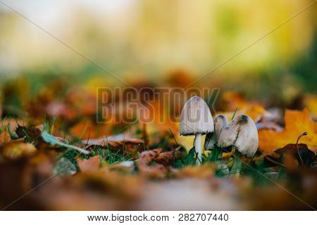 Mushroom In Autumn Park