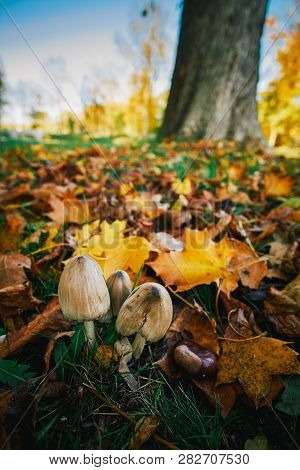 Mushroom In Autumn Park