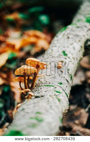 Mushrooms On Tre Trunk