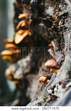 Mushrooms On Tre Trunk