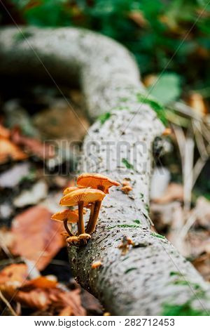 Mushrooms On Tre Trunk