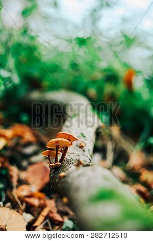 Mushrooms On Tre Trunk
