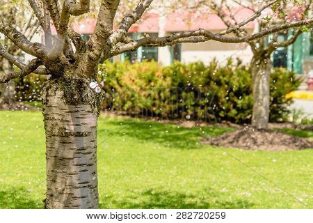 Green Park Gardeb. Fresh Natural Park. Tree Blossoms In Bloom During The Spring.