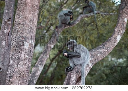 Colobinae Also Gray Langur Eating Fruit Long Tailed Monkey On The Tree