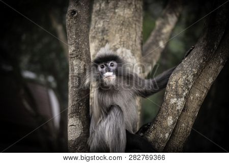 Colobinae Also Gray Langur Long Tailed Monkey On The Tree