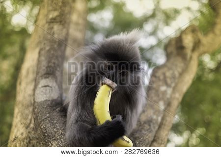 Colobinae Also Gray Langur Eating Fruit Long Tailed Monkey On The Tree