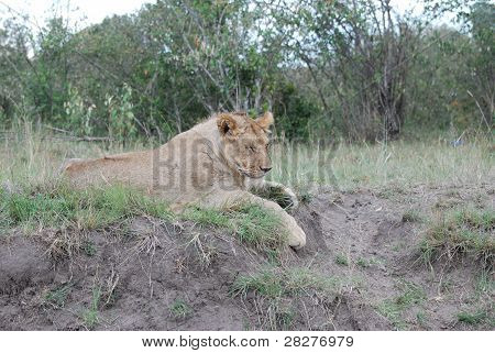 A lioness relaxing