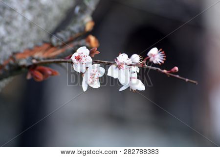 Beautiful Flowers On The Branch Of The Cherrie Tree