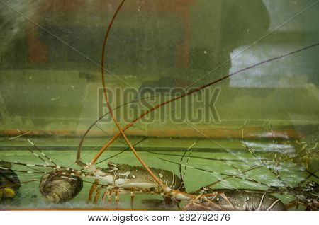 Mini Lobster In Glass Tank For Sale In Mahachai Seafood Market At Samutsakhon City In Samut Sakhon, 
