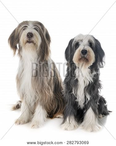 Bearded Collies In Front Of White Background