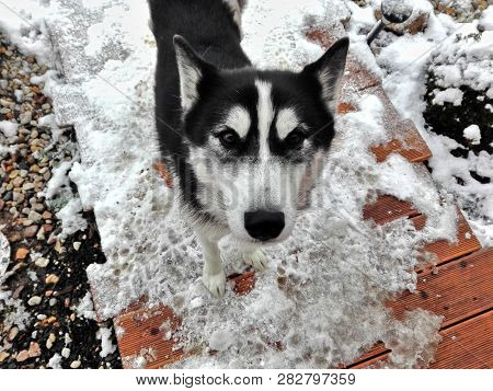 Husky Dog Oakley And Her Dog Eyes On Frozen Bridge