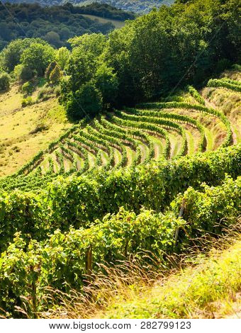 vineyard, Jurancon, France