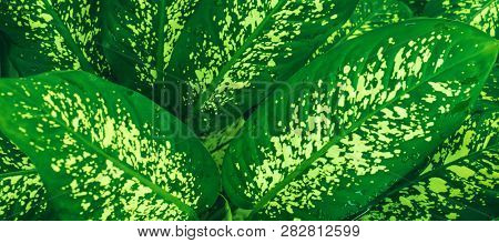 Green leaf of exoic tropical plant and dew drops as background